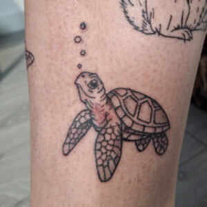 Turtle/ Sköldpadda